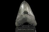 Serrated, Megalodon Tooth - Collector Quality! #76967-1